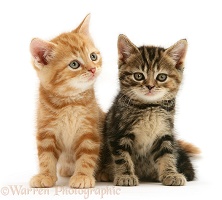 Ginger and tabby kittens