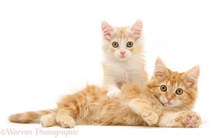 Ginger Maine Coon kittens