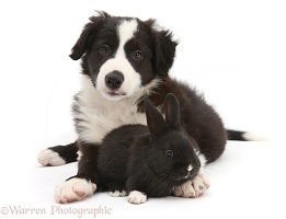 Black-and-white Border Collie pup and baby black rabbit