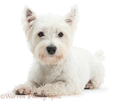 Westie lying with head up
