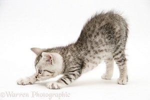 Silver tabby kitten stretching