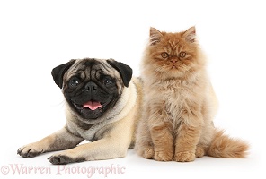 Ginger Persian kitten and fawn Pug