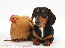 Tricolour Dachshund and chicken