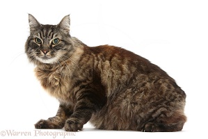 Elderly Tabby Manx-cross cat