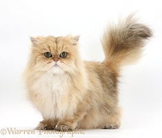 Golden Chinchilla Persian cat