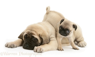 Fawn Pug pup with fawn English Mastiff pup