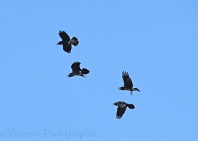 Ravens calling in flight