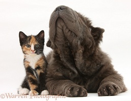 Blue Bearcoat Shar Pei pup and tortoiseshell kitten