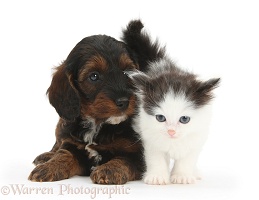 Cockapoo pup and black-and-white kitten