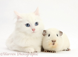 White kitten and white Guinea pig