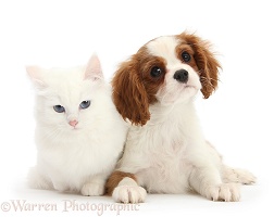 King Charles Spaniel pup and white kitten