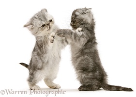 Smoke and silver Exotic shorthair kittens, play-fighting