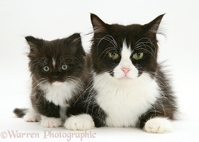 Black-and-white cat and kitten