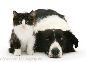 Border Collie and kitten