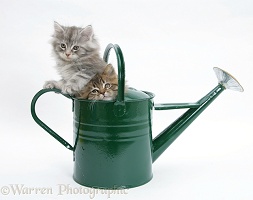 Maine Coon kittens playing in a watering can