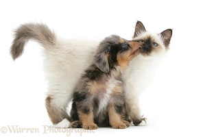 Sheltie x Poodle pup and Birman kitten