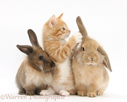 Ginger kitten and young Lionhead-Lop rabbits