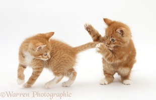 Ginger kittens play-fighting