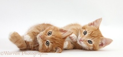 Two ginger kittens lying together on their sides