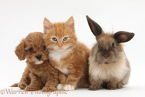 Ginger kitten with Cavapoo pup and Lionhead rabbit