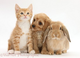 Ginger kitten with Cavapoo pup and Lop rabbit