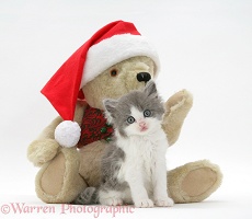 Grey-and-white kitten and teddy bear