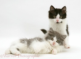 Black-and-white and grey-and-white Persian-cross kittens