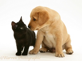 Black kitten and Yellow Labrador Retriever pup