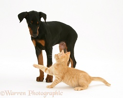 Doberman pup and ginger kitten