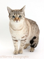Sepia Snow Bengal-cross female cat