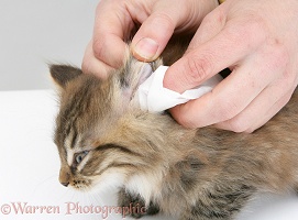 Wiping the ear of a tabby Maine Coon kitten