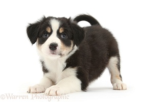 Tricolour Border Collie pup in play-bow