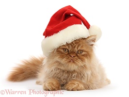 Ginger Persian male kitten wearing a Santa hat