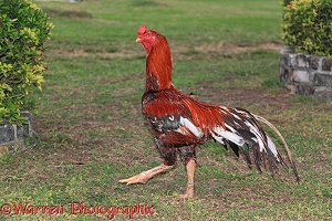 Thai Fighting Rooster