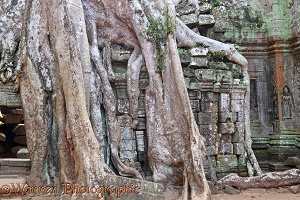 Tree roots growing on Ta Prohm Temple