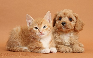 Cavapoo pup and ginger kitten on brown background