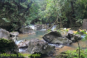 River in tropical forest