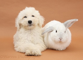 Labradoodle pup, 9 weeks old, and white rabbit