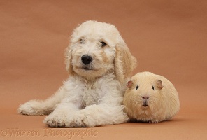 Labradoodle pup, 9 weeks old, and yellow Guinea pig