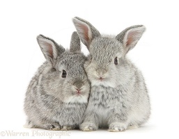 Two baby silver rabbits