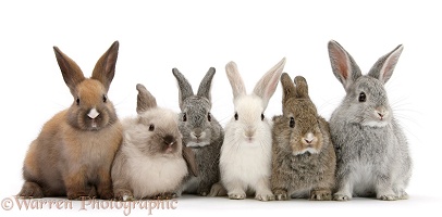 Six baby rabbits