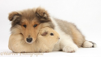 Rough Collie pup and Guinea pig