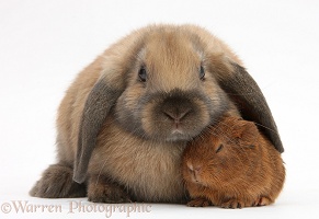Baby Guinea pig and rabbit