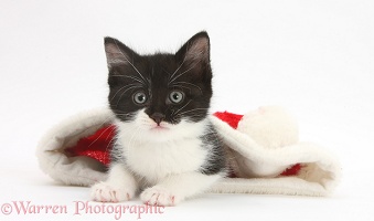 Black-and-white kitten in a Santa hat