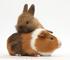 Baby rabbit and Guinea pig