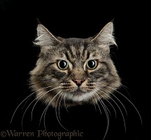 Moon-eyed cat
