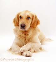 Golden Retriever dog with paws crossed