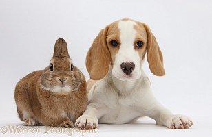 Orange-and-white Beagle pup and rabbit