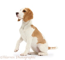 Orange-and-white Beagle pup, sitting