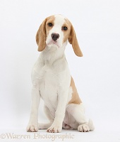 Orange-and-white Beagle pup, sitting